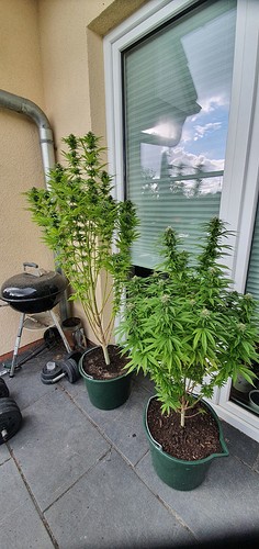 Growreport Bild 8
