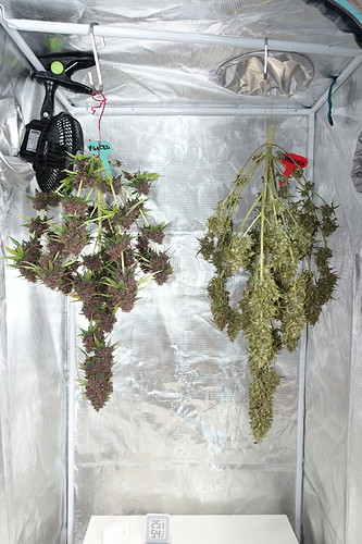Growreport Bild 8