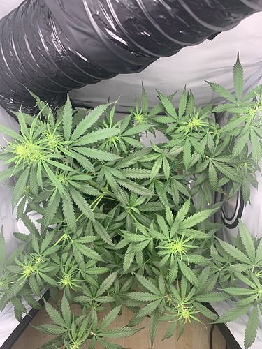 Growreport Bild 1
