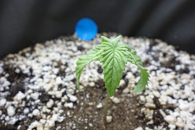 Ein junger Cannabis-Keimling mit zwei Keimblättern und den ersten echten Blättern, der in einem Topf mit Perlit und Erde wächst. Im Hintergrund ist ein blauer Gegenstand zu sehen.