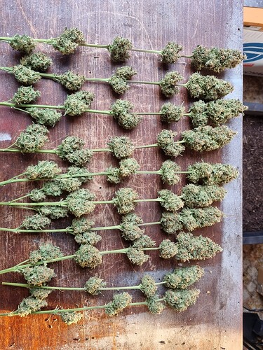 Growreport Bild 9