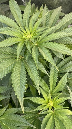 Growreport Bild 13