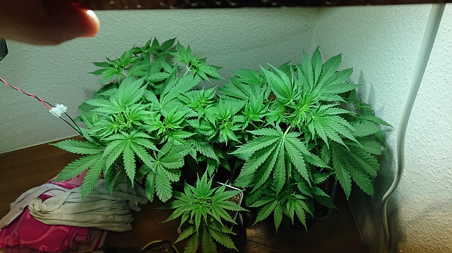 Growreport Bild 10