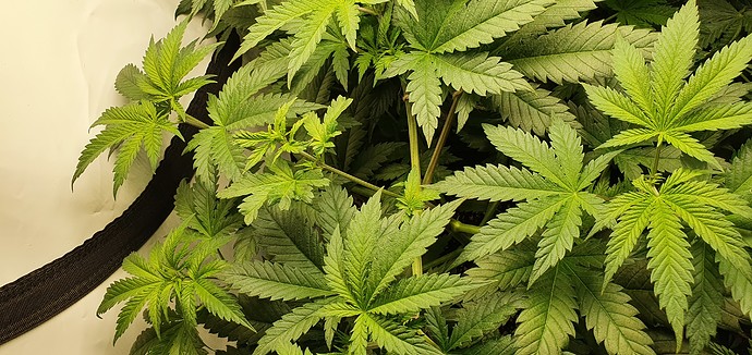 Growreport Bild 2