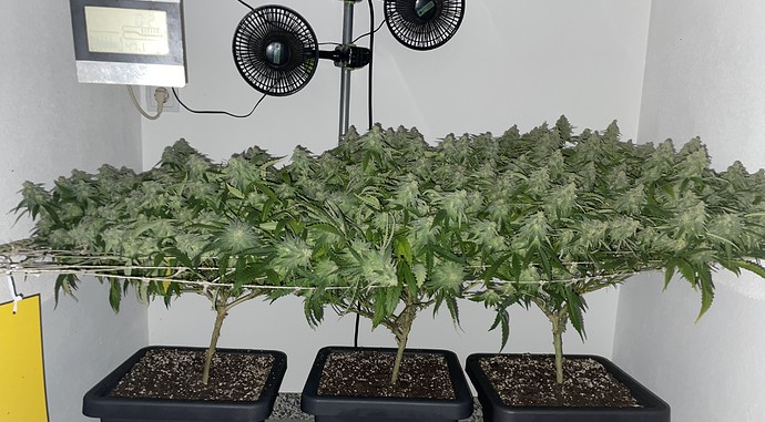 Growreport Bild 8