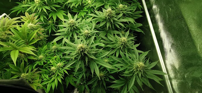 Growreport Bild 7