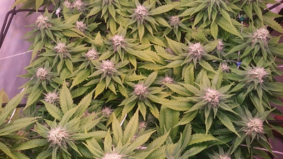 155781722314991160729