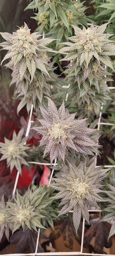 Growreport Bild 61