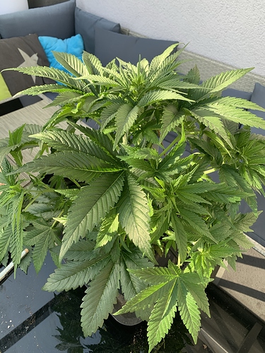 Growreport Bild 4