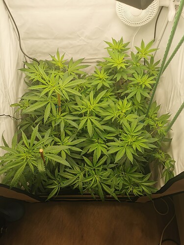 Growreport Bild 11