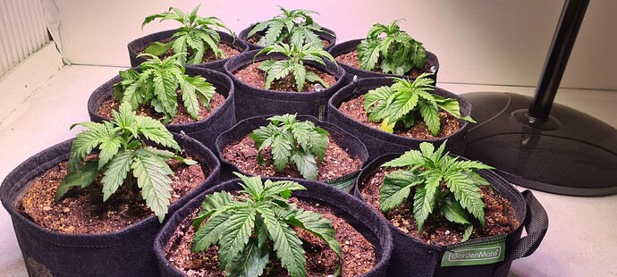 Growreport Bild 13