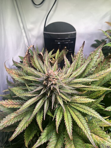 Growreport Bild 3