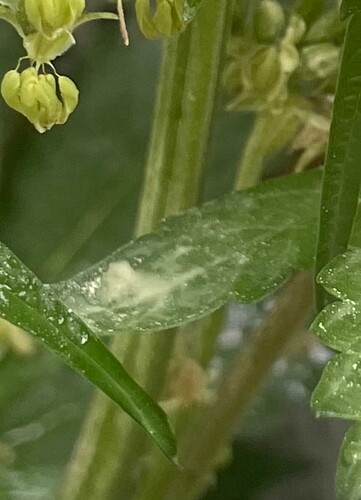 Growreport Bild 7