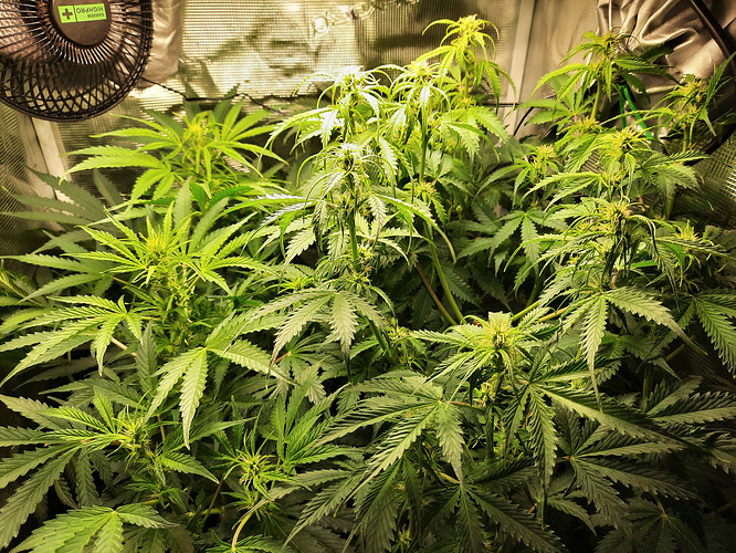 Growreport Bild 11