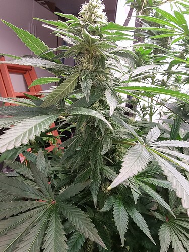 Growreport Bild 8