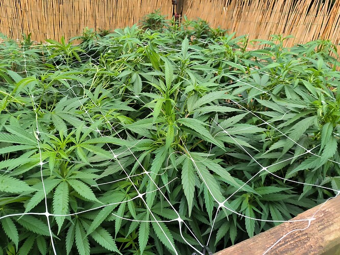 Growreport Bild 11