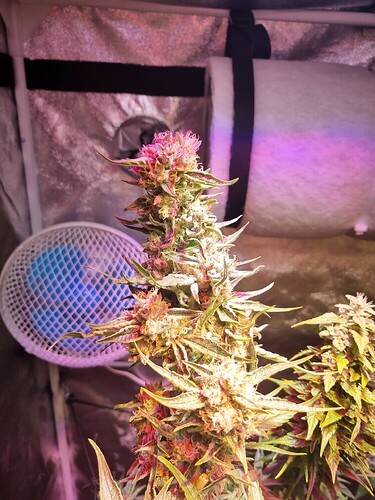 Growreport Bild 19