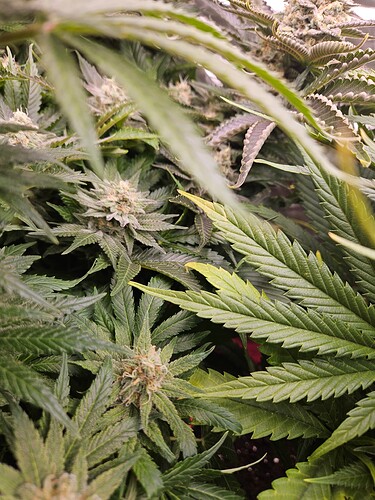Growreport Bild 42