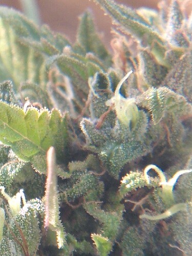 Growreport Bild 6