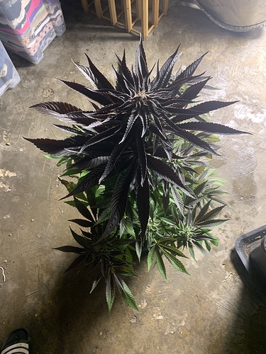 Growreport Bild 5