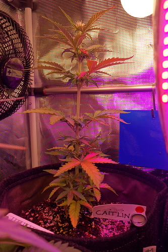 Growreport Bild 15