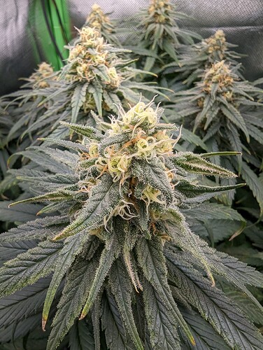 Growreport Bild 4