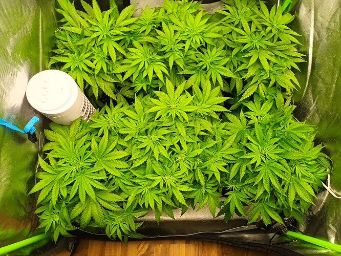 Growreport Bild 14