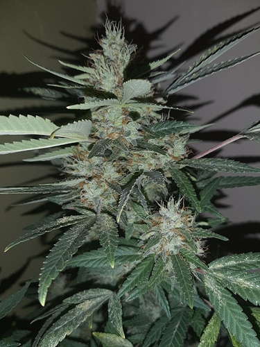 Growreport Bild 11