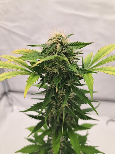 Growreport Bild 5