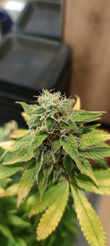 Growreport Bild 3