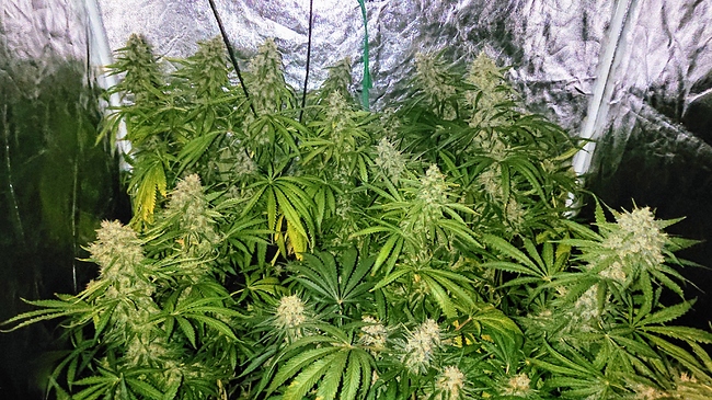 Growreport Bild 1