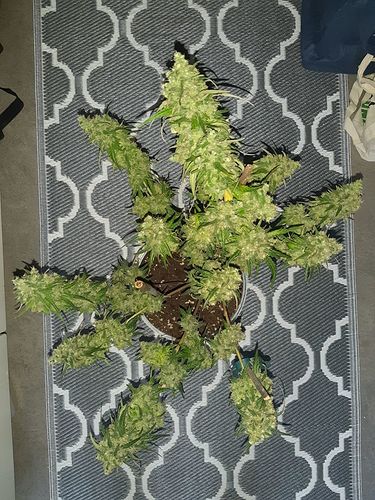 Growreport Bild 2
