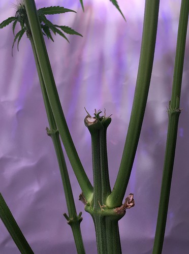 Growreport Bild 3
