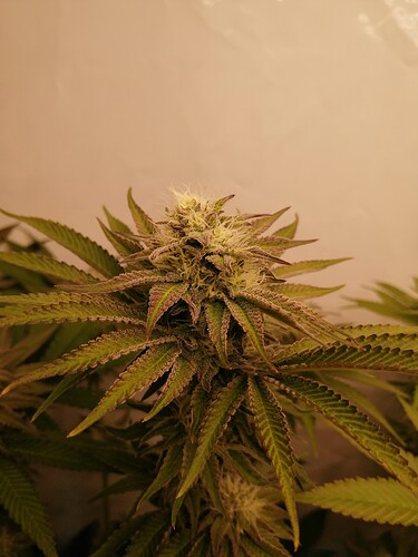Growreport Bild 6