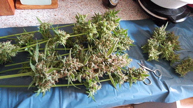 Growreport Bild 3