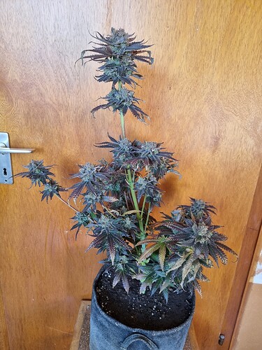 Growreport Bild 16