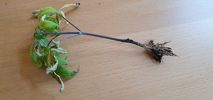 Growreport Bild 8