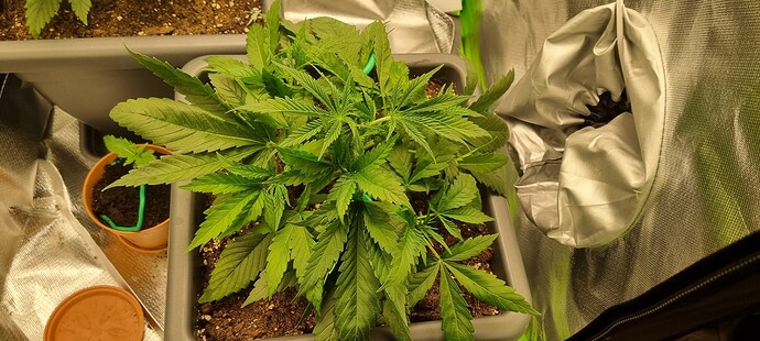 Growreport Bild 11