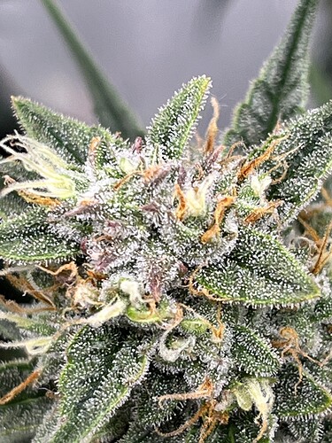 Growreport Bild 9