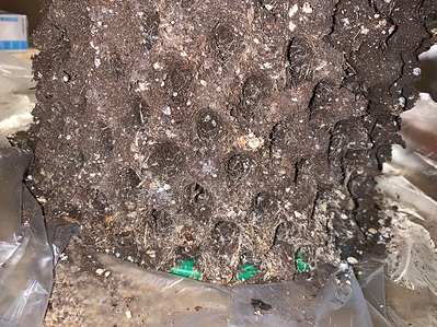 Growreport Bild 7