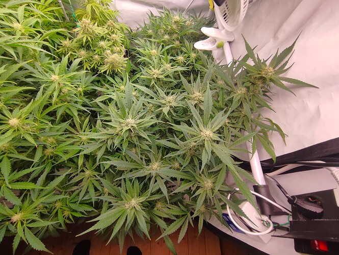 Growreport Bild 57