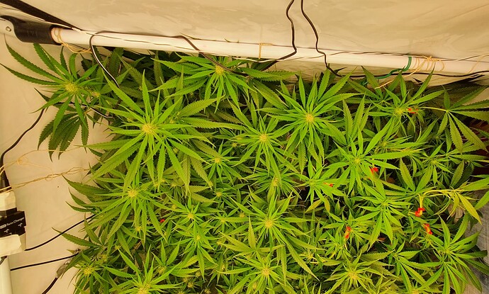 Growreport Bild 5