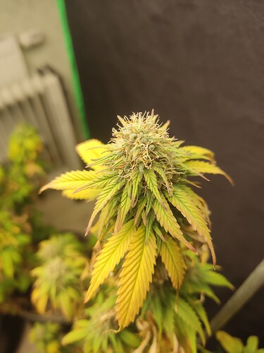 Growreport Bild 2