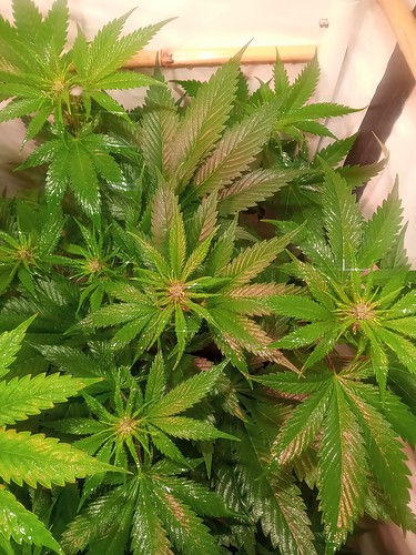 Growreport Bild 36