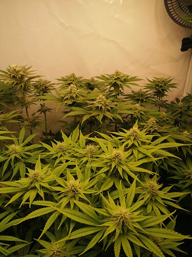 Growreport Bild 2