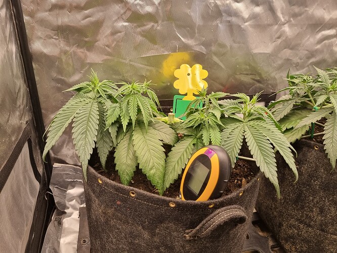 Growreport Bild 6