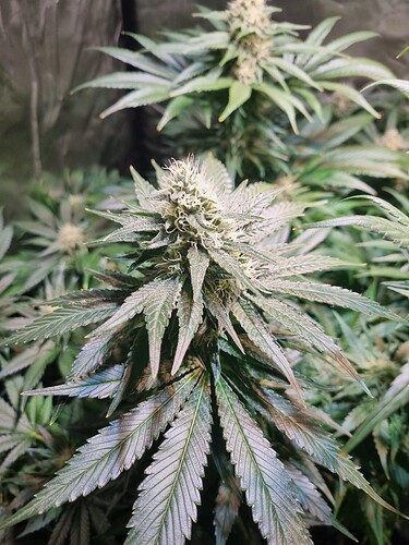 Growreport Bild 9