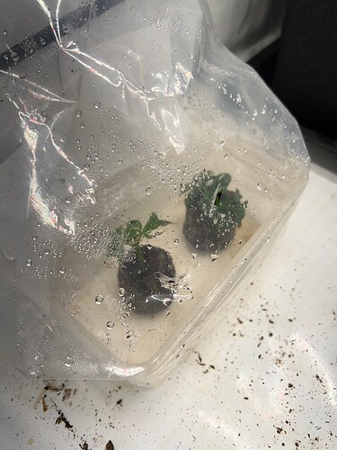 Growreport Bild 3