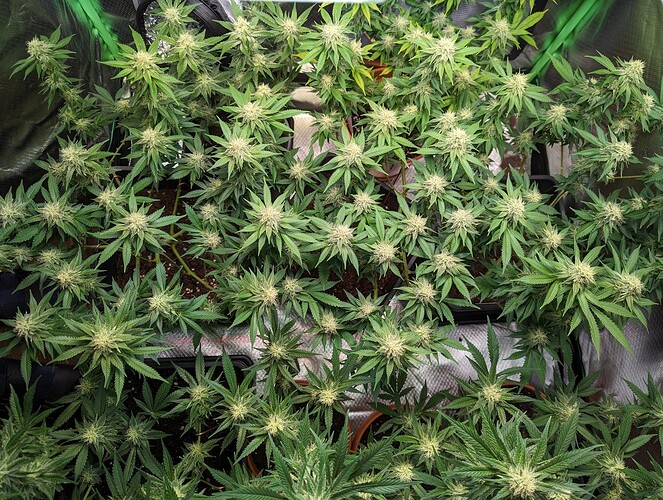 Growreport Bild 11