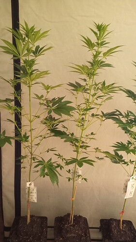 Growreport Bild 30